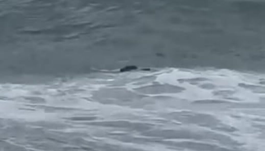 harraga e dispatia newsletter libreria su blocco navale e migranti