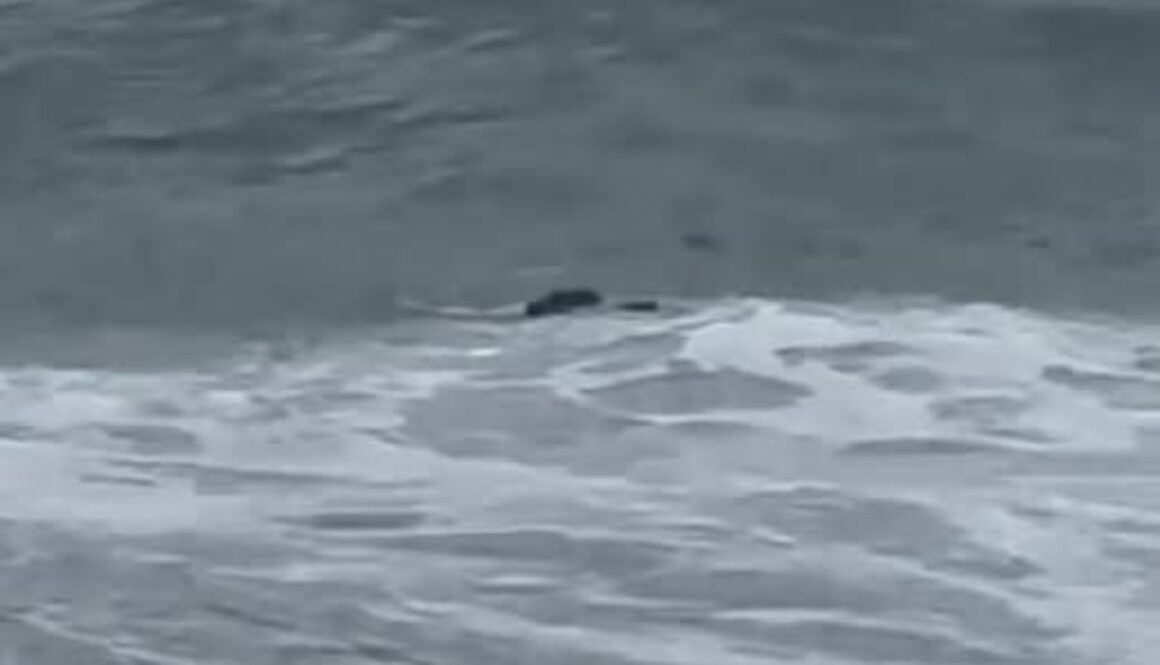 harraga e dispatia newsletter libreria su blocco navale e migranti