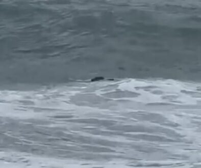 harraga e dispatia newsletter libreria su blocco navale e migranti